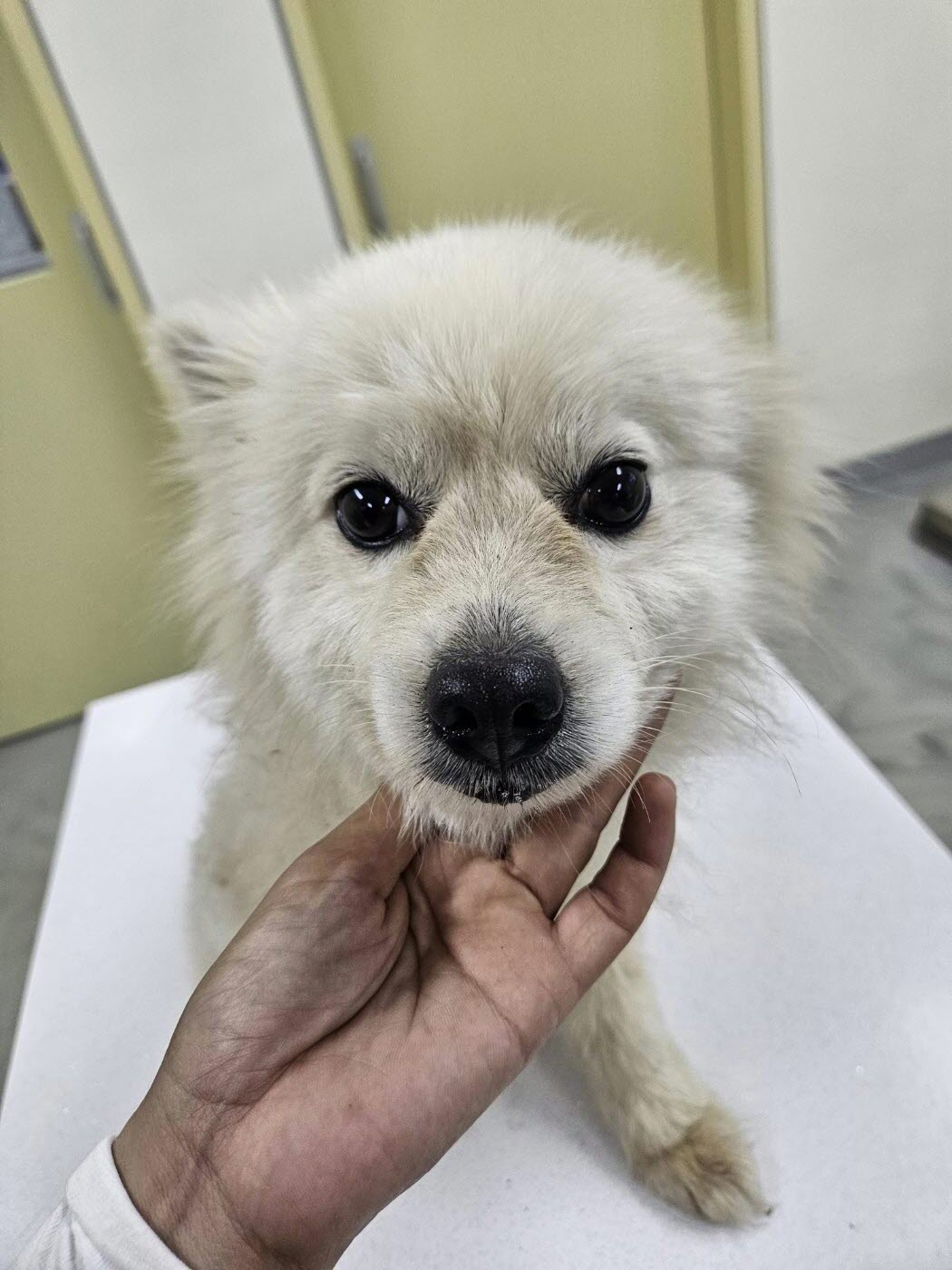 아산동물복지지원센터_444452202301635