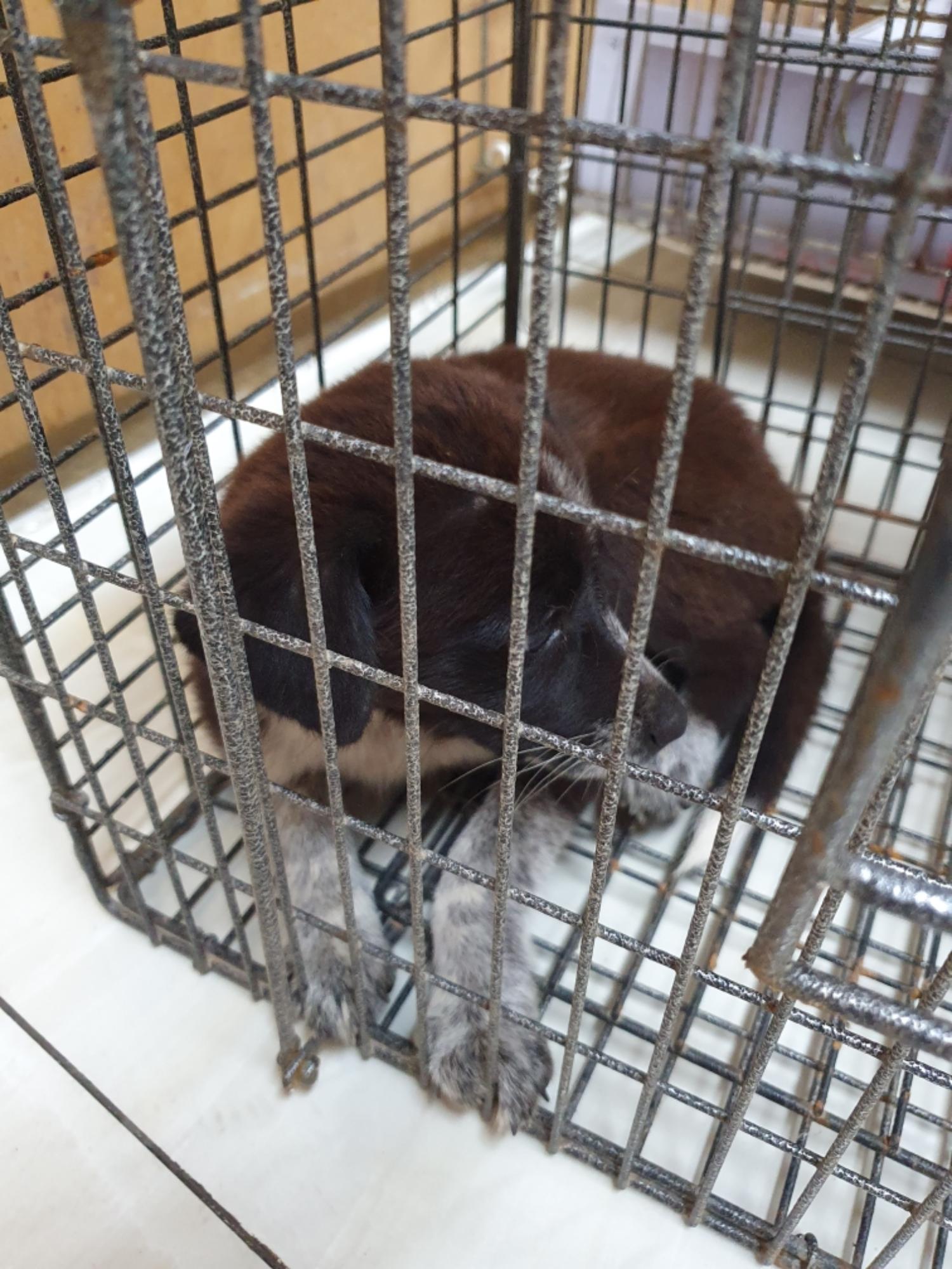 최종주동물병원_443444202300442