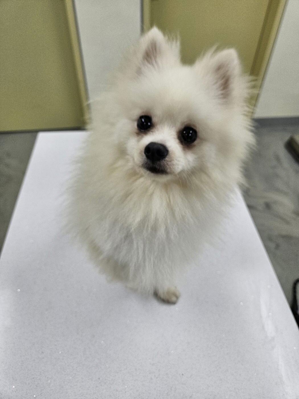 아산동물복지지원센터_444452202301636