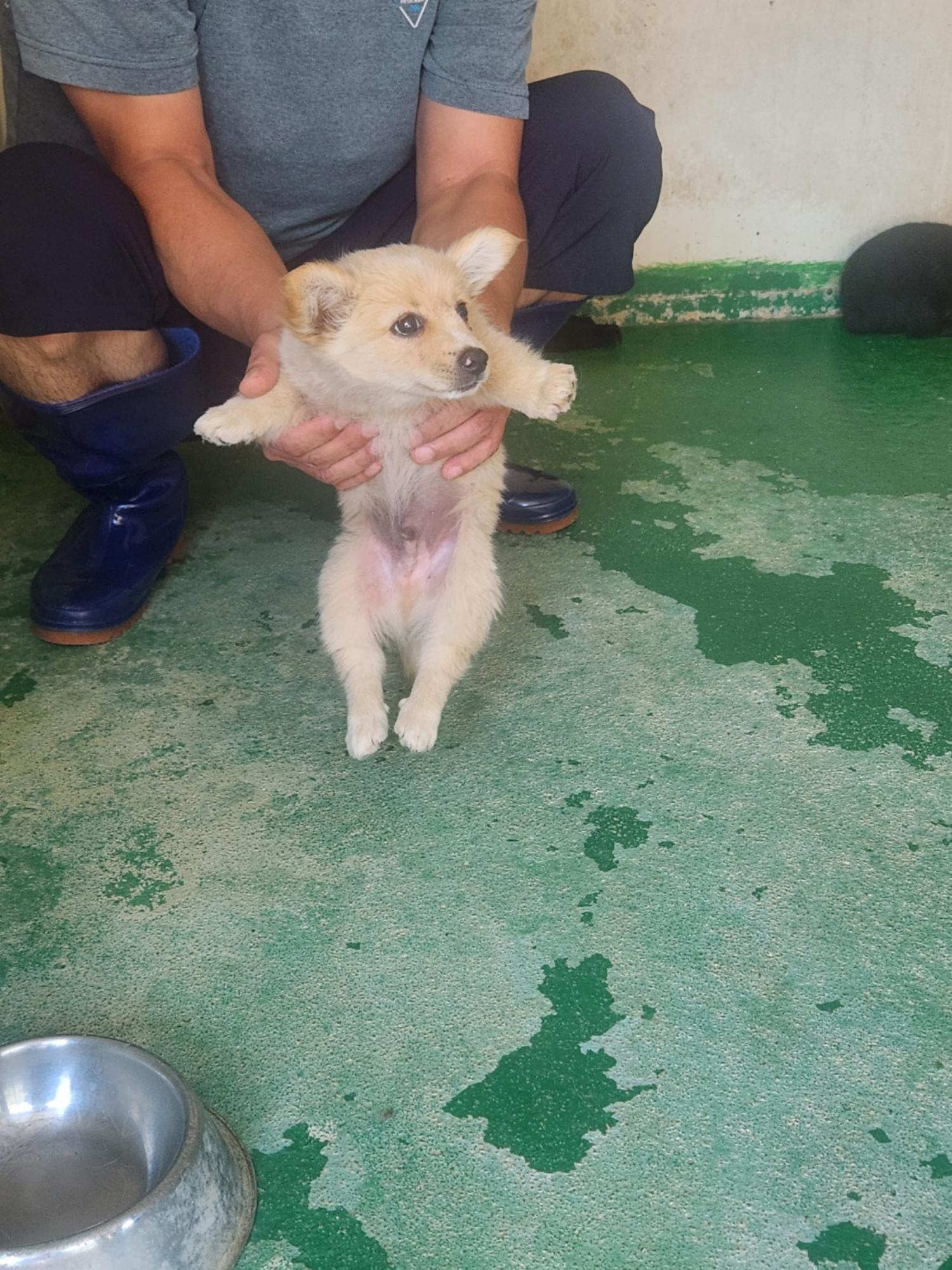 예천군유기동물보호소_447523202300431