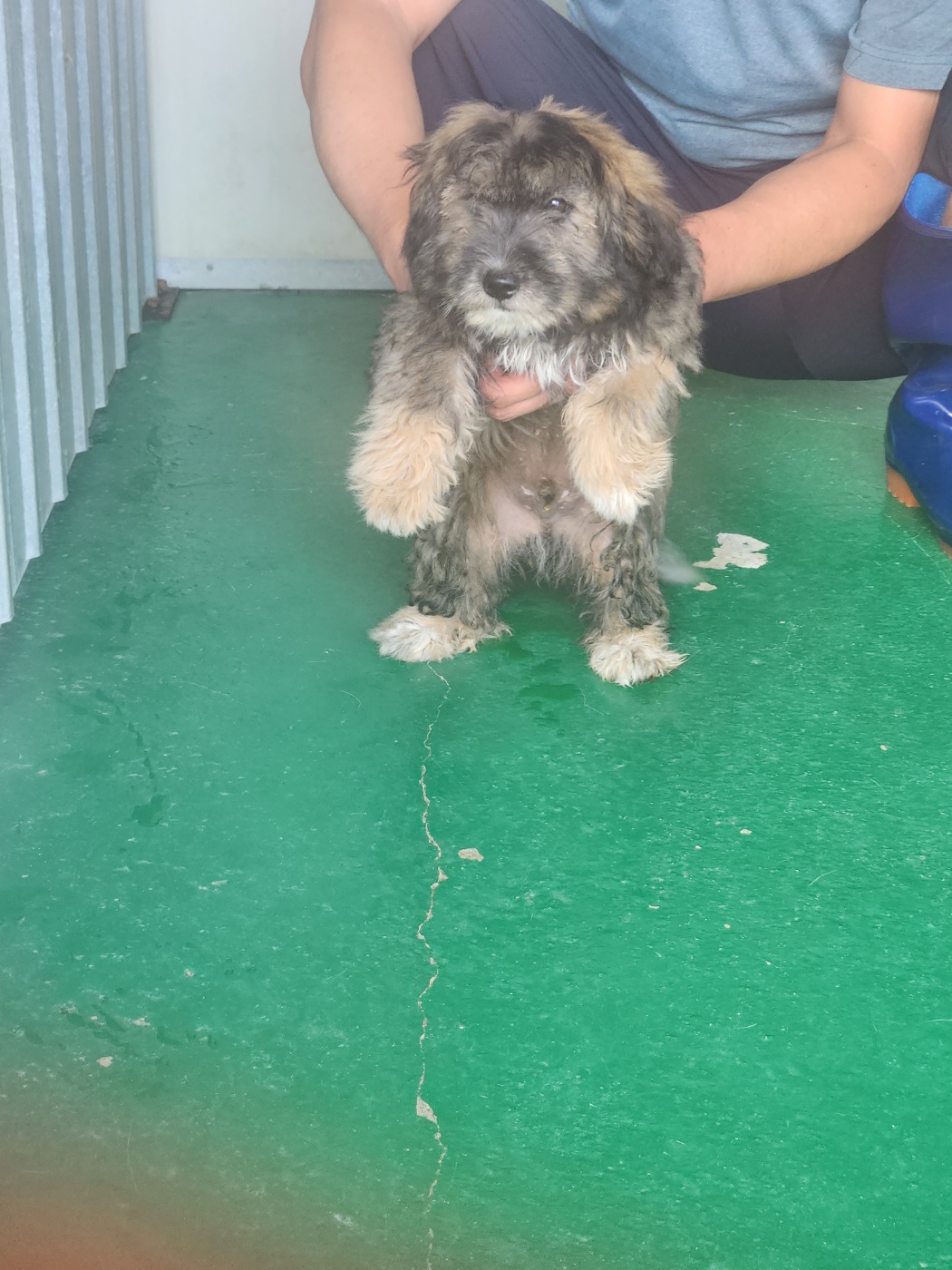 보호중 믹스견의 가…