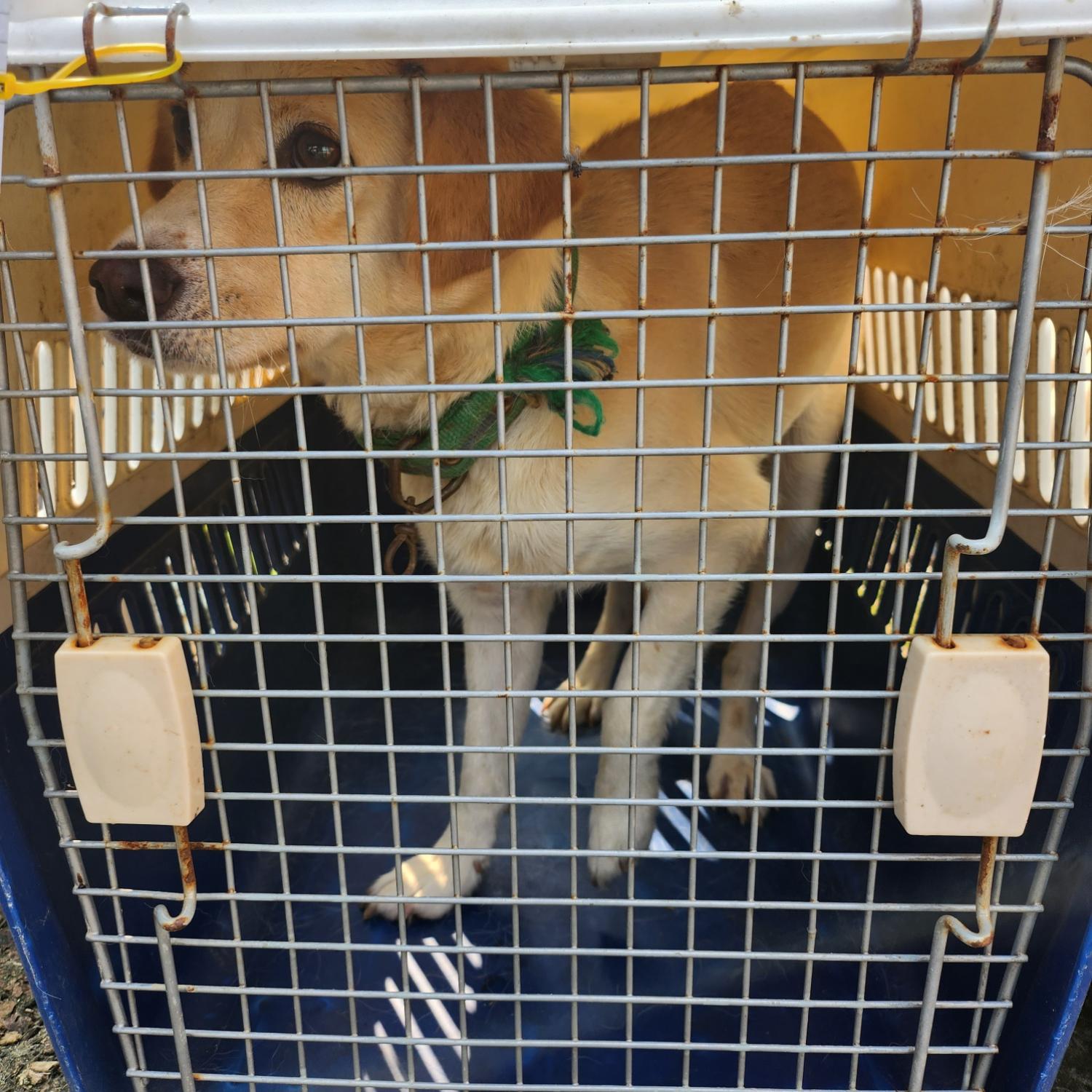 울산유기동물보호센터_431373202300920