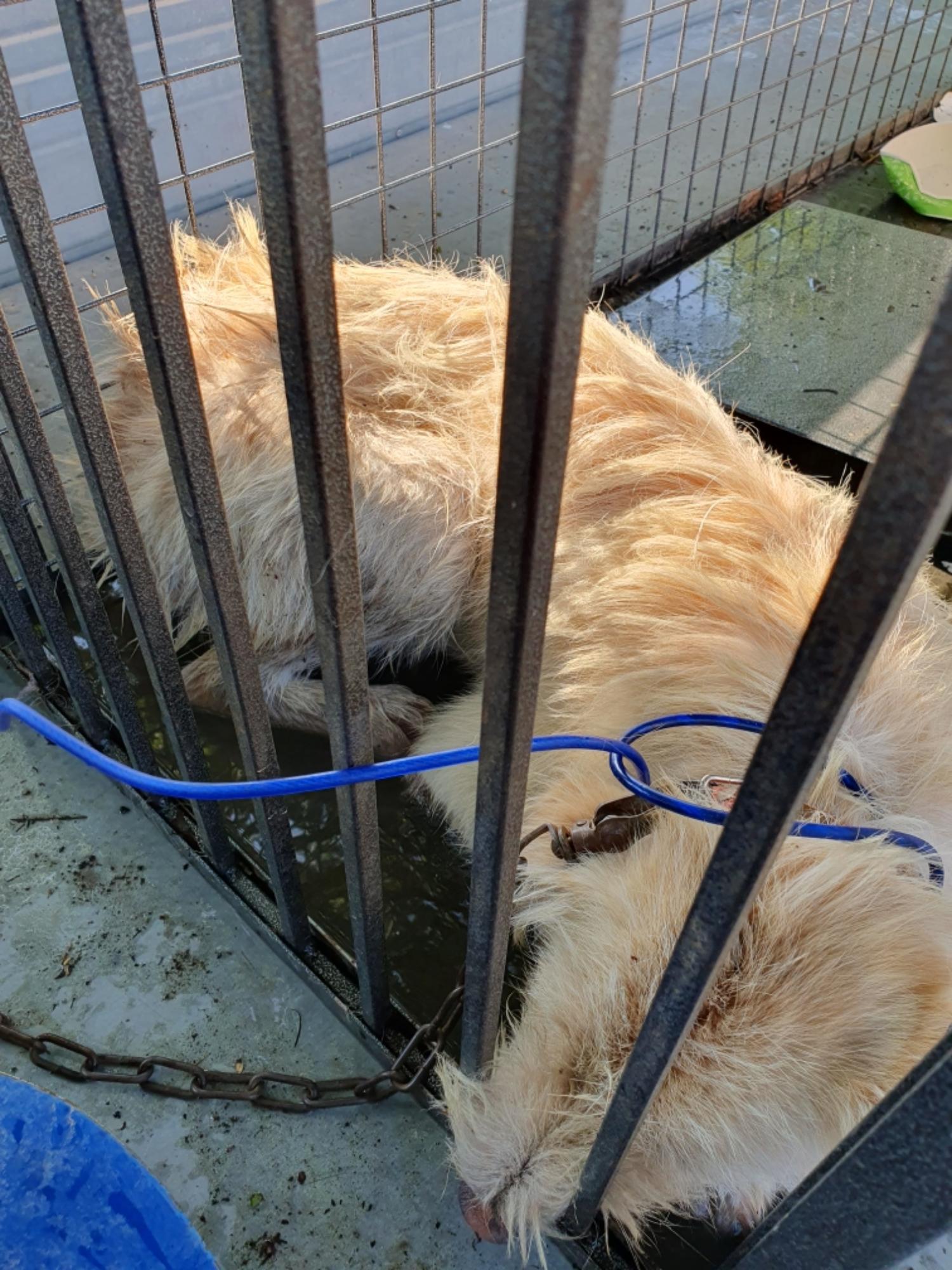 최종주동물병원_443444202300444