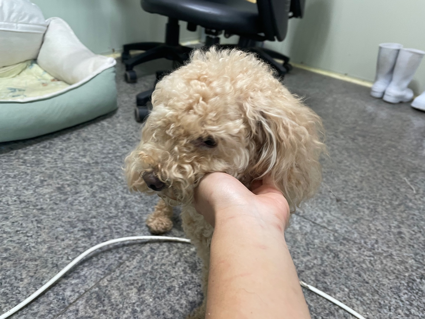 광주 동물보호소_429362202300709