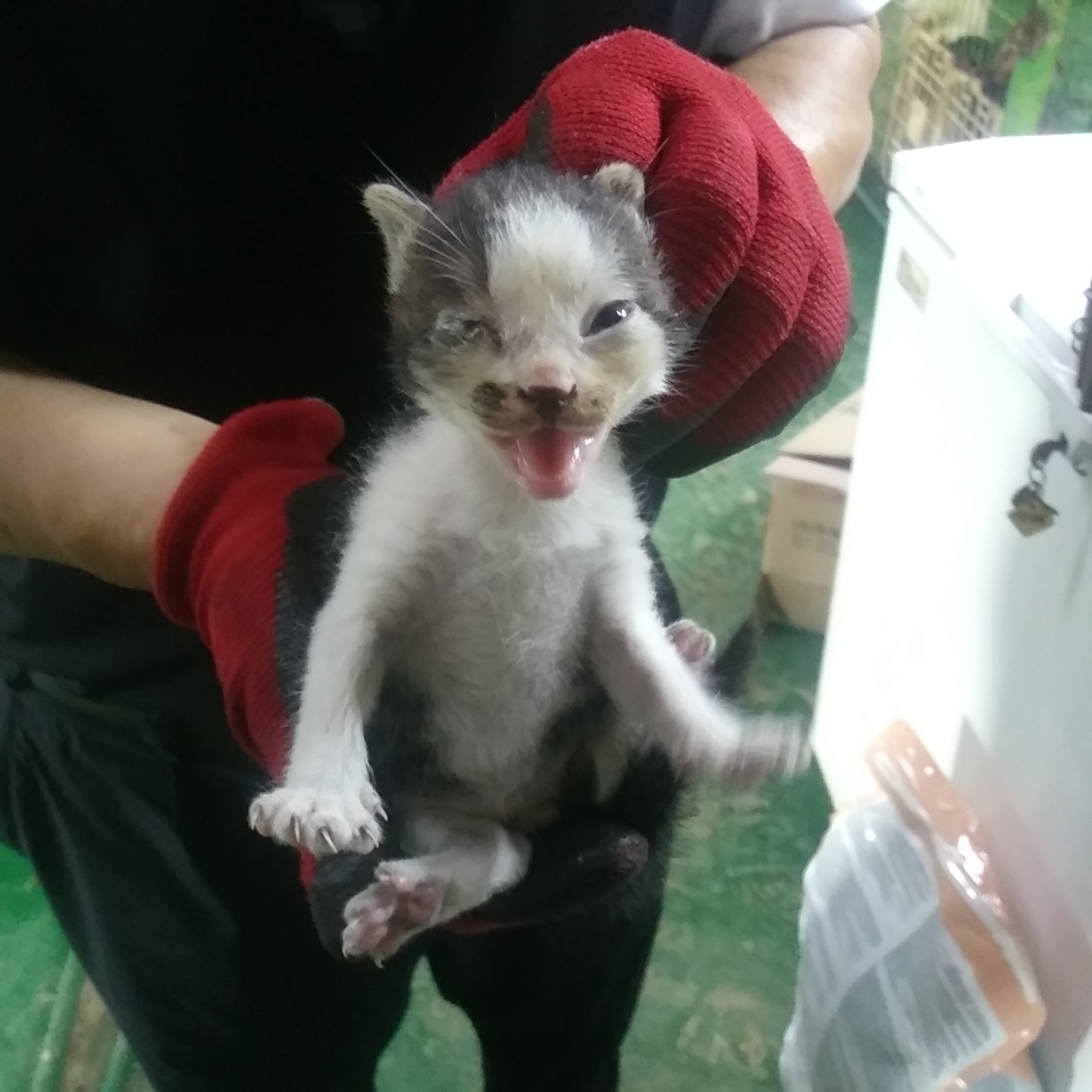 인천광역시수의사회_428352202300305