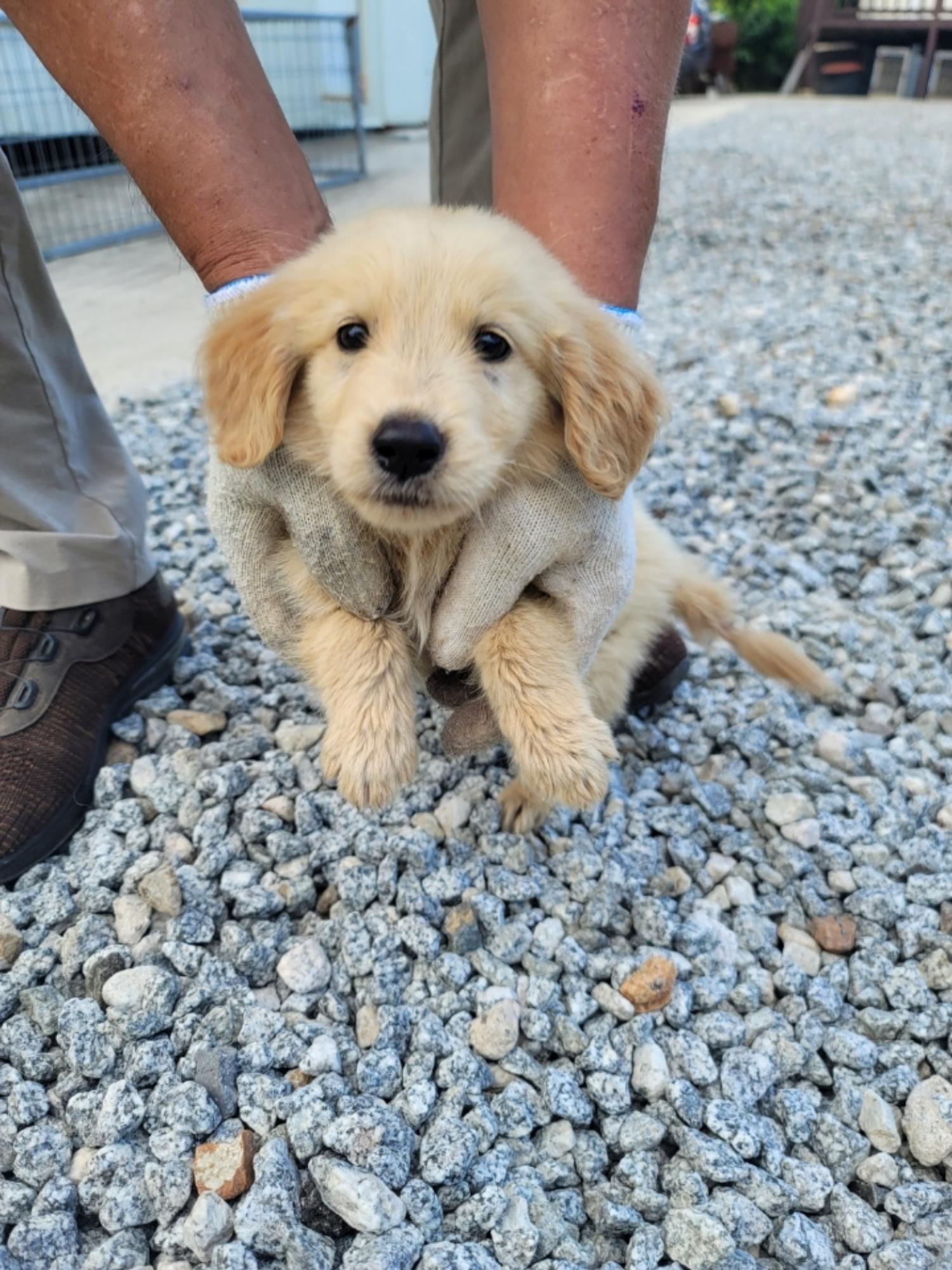 종료(자연사) 골든…