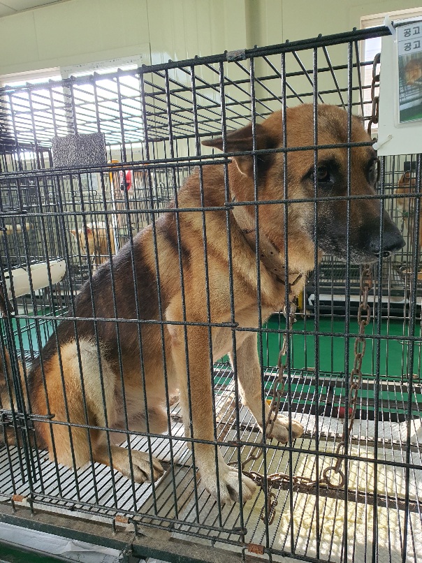 공주시 동물보호소_444450202300460