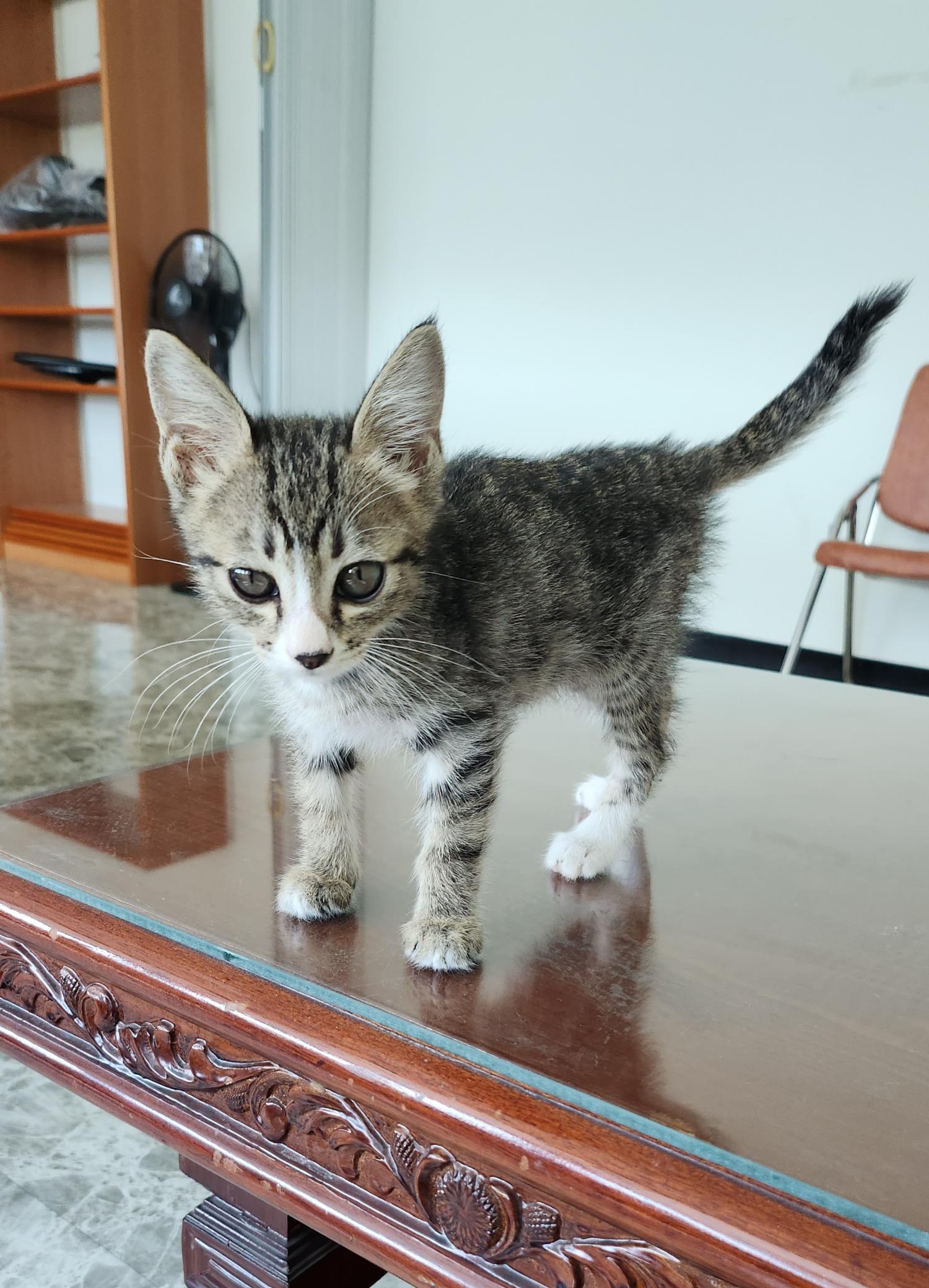 유기견임시보호소_442434202300410