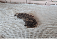 유기동물및관리협회_448535202301244