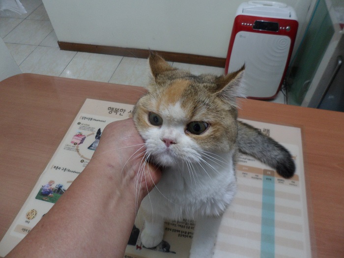 강현림동물병원_411314202300409