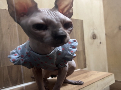 누리동물병원_426333202300719