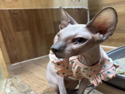 누리동물병원_426333202300720
