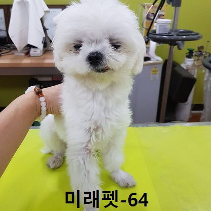 미래펫동물병원_431370202300769