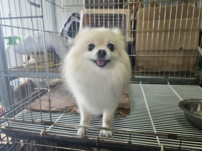 진해유기동물보호소_448532202300508