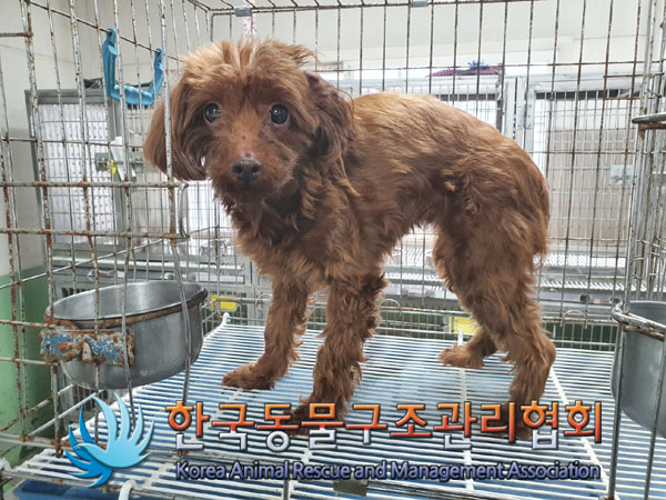 한국동물구조관리협회_441560202300996