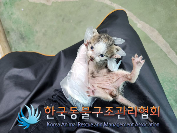 한국동물구조관리협회_411309202300332