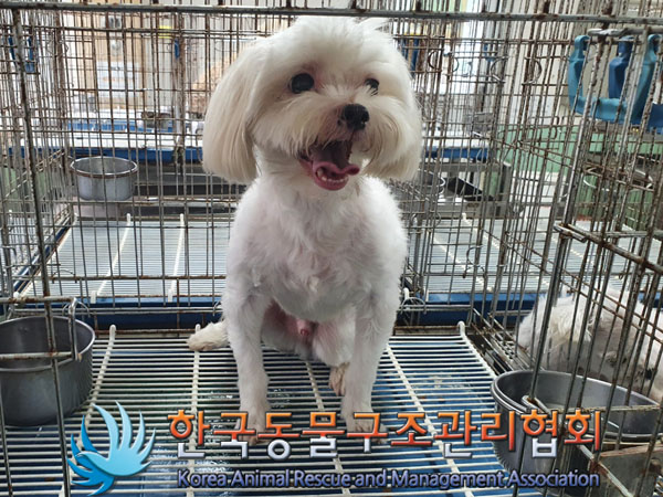 한국동물구조관리협회_411323202300763