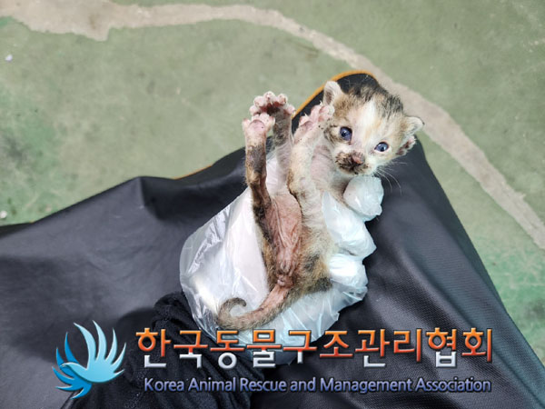 한국동물구조관리협회_411309202300331