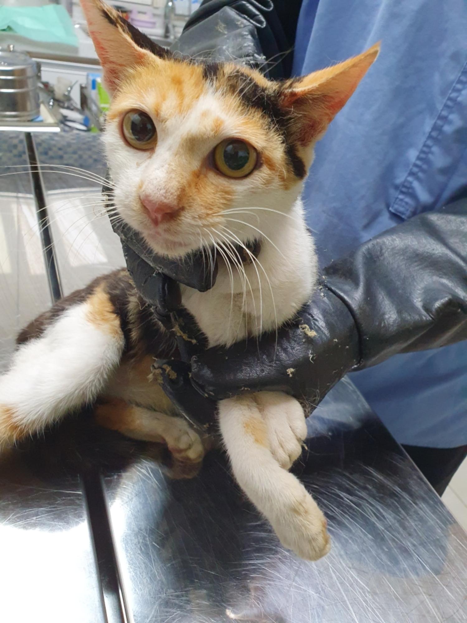 최종주동물병원_443444202300451