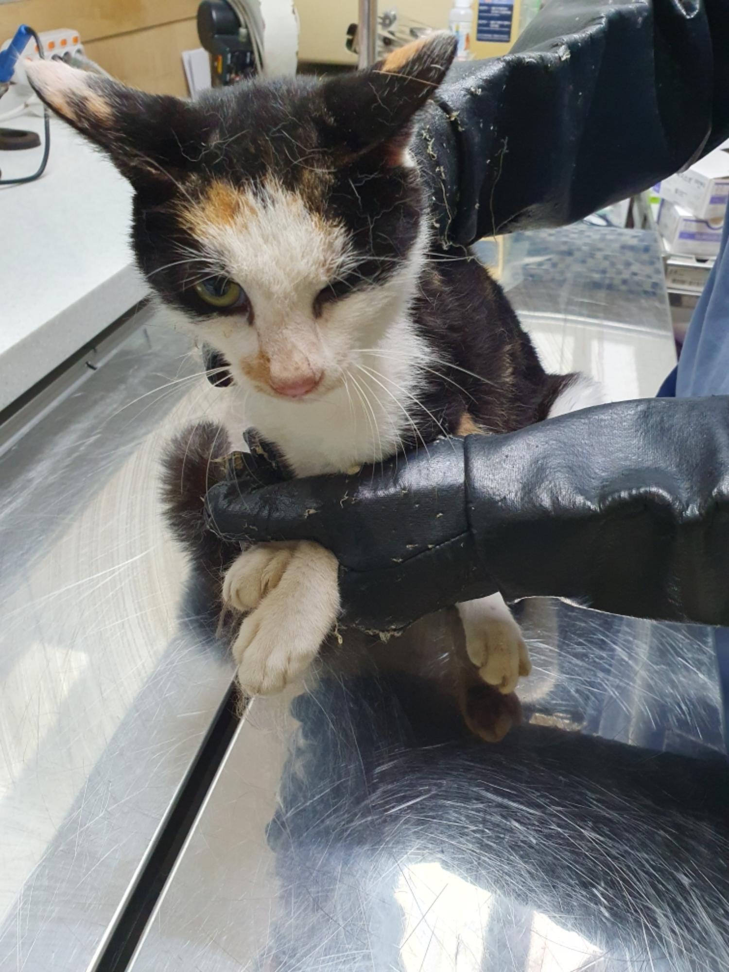 최종주동물병원_443444202300452