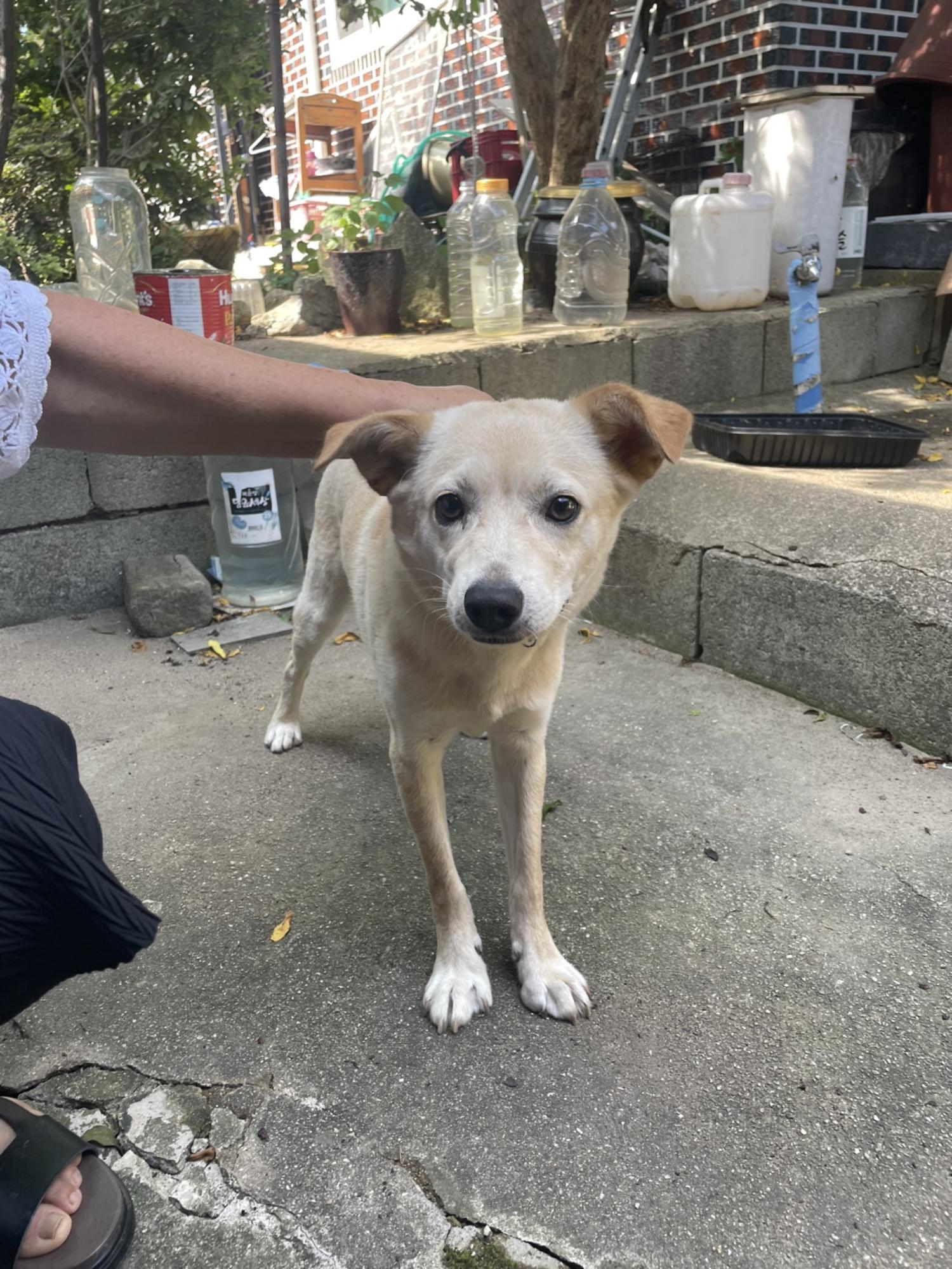 희망동물보호소_445478202300170