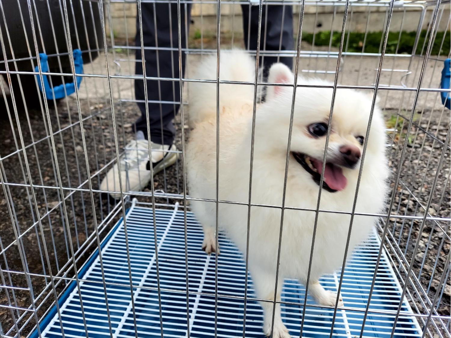 고양시동물보호센터_441394202301737