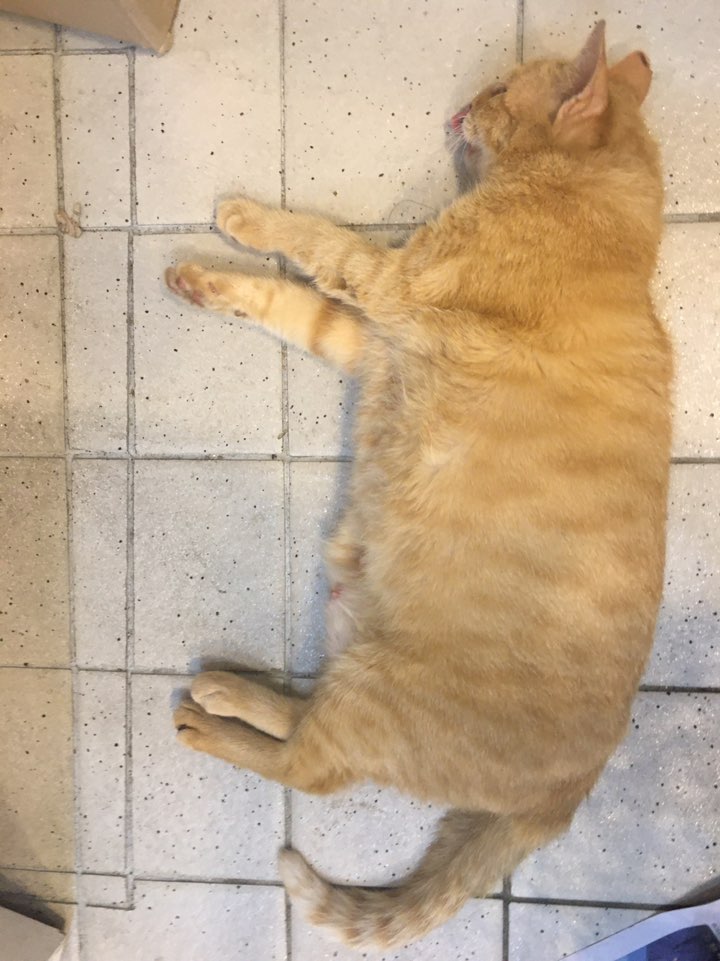 예스동물병원_427346202300982