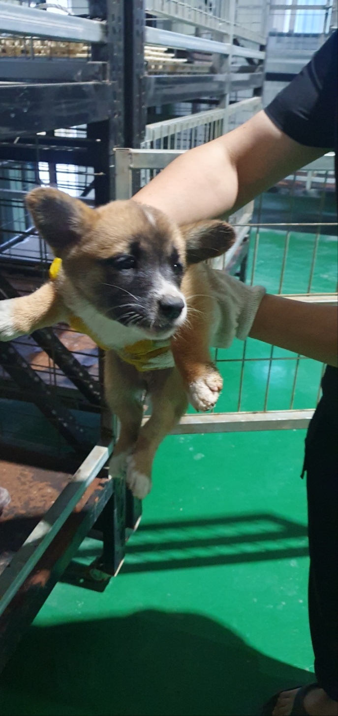 거창유기동물보호센터_448547202300779