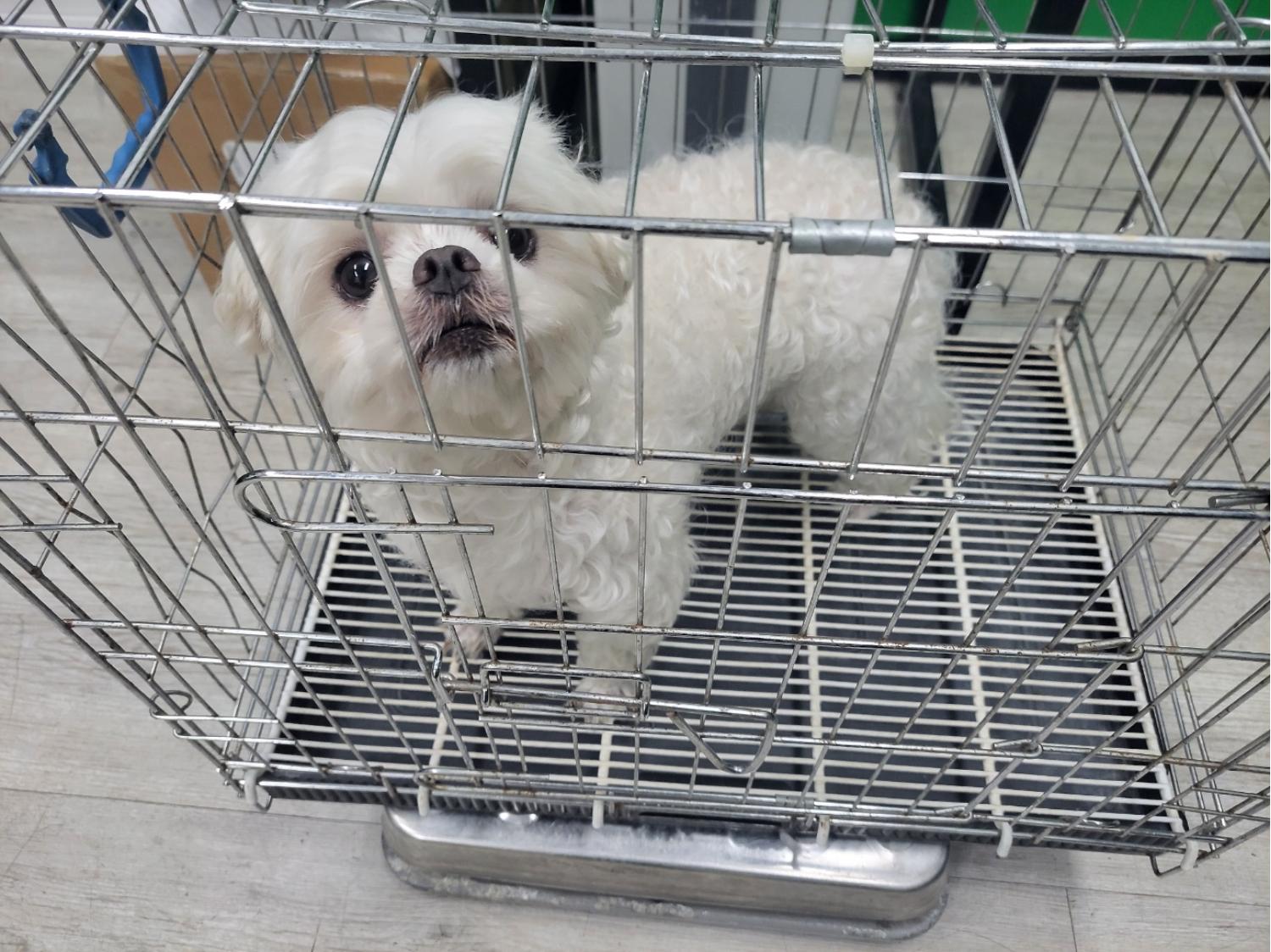 고양시동물보호센터_441394202301739