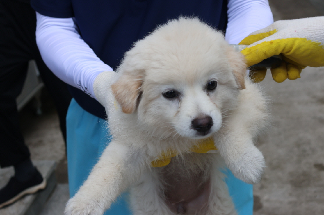 제주 동물보호센터_450650202302914
