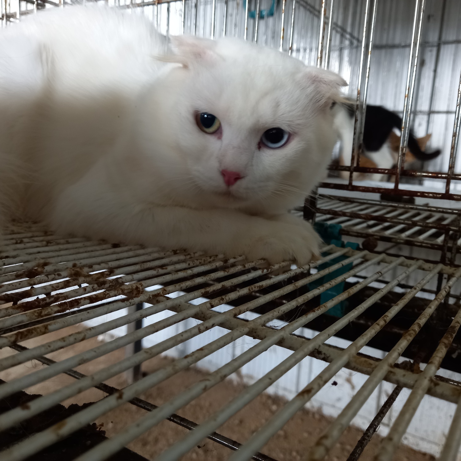 평택시유기동물보호소_441391202301902