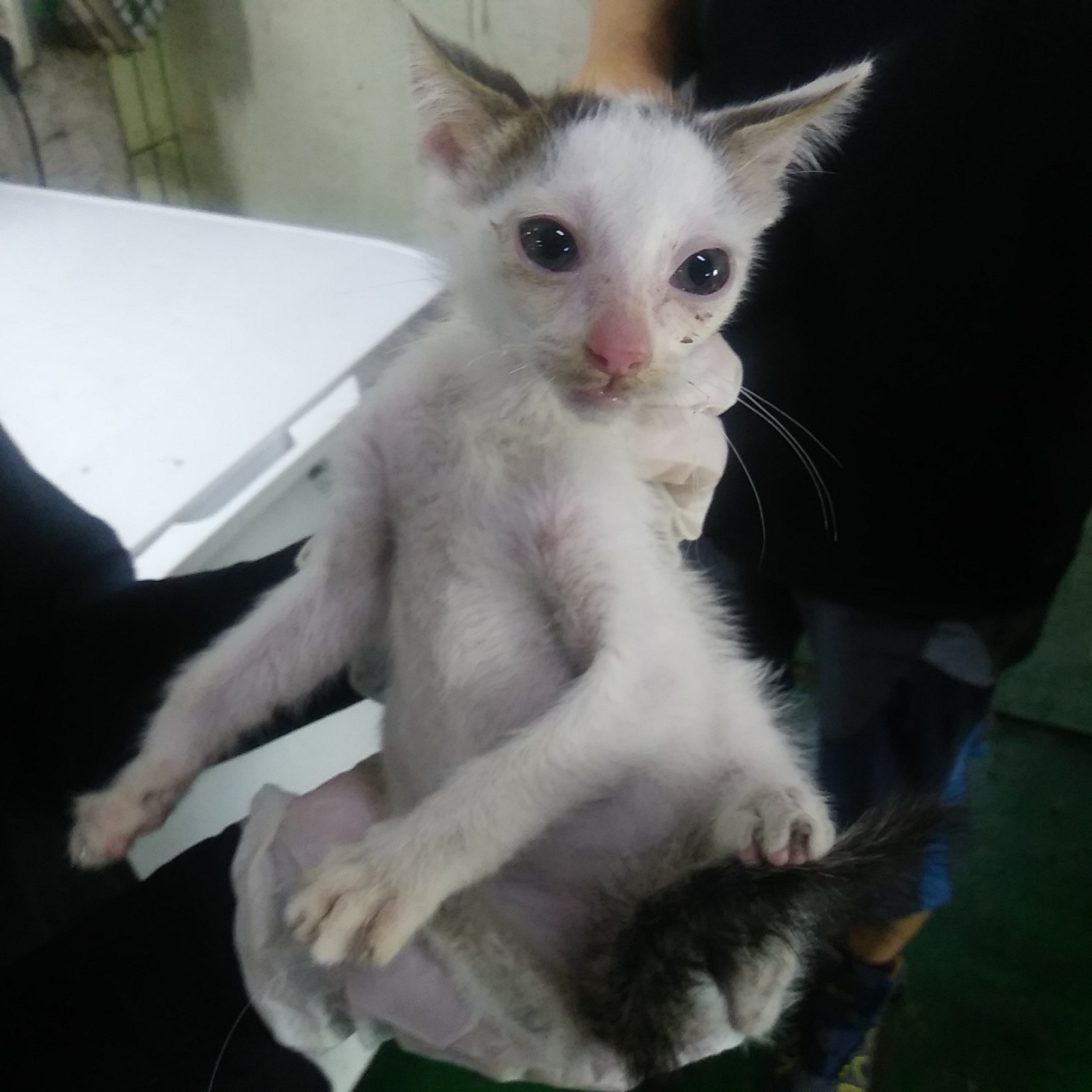 인천광역시수의사회_428351202300644