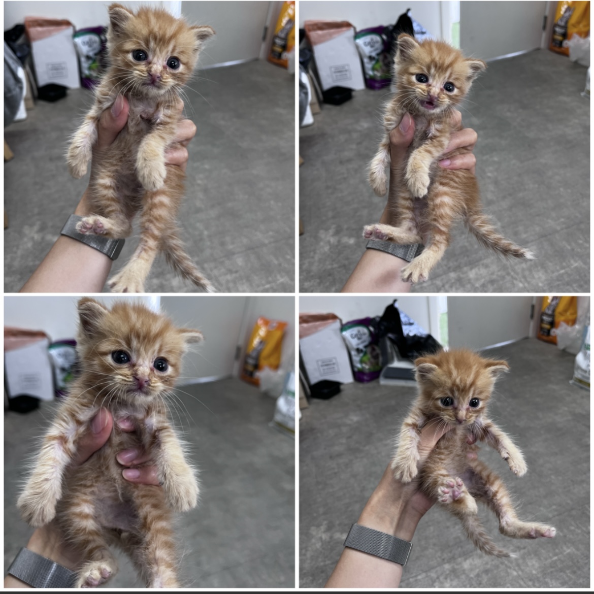 천안시유기동물보호소_444449202301824
