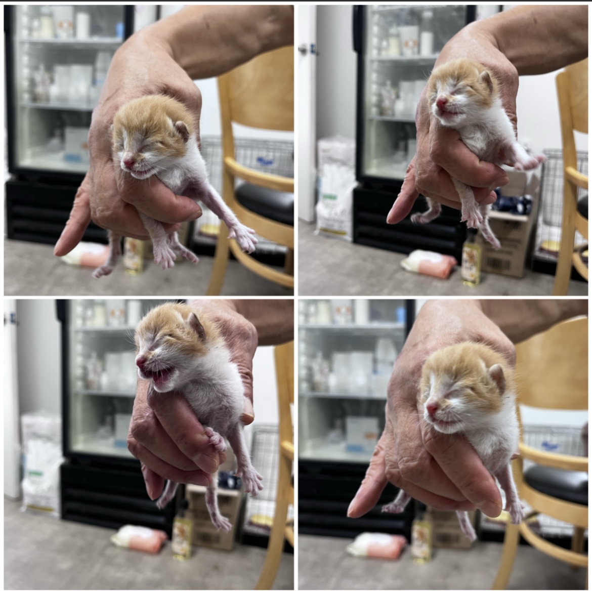 천안시유기동물보호소_444449202301825