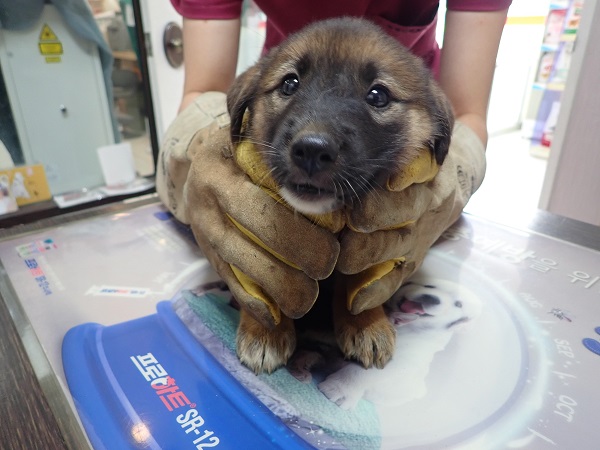 화원연합동물병원_427348202300787