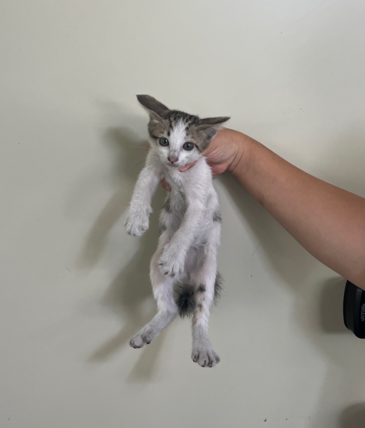 부산동물보호센터_426332202300453