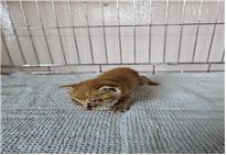 (사)유기동물및동물보호관리협회_426339202300242