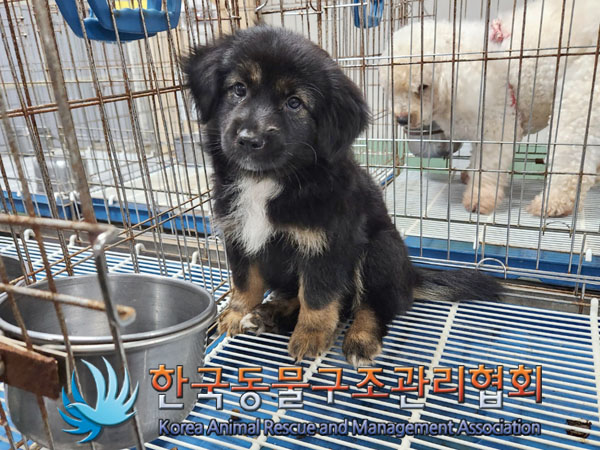 한국동물구조관리협회_441406202301175