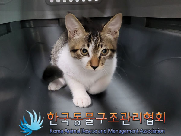 한국동물구조관리협회_441409202301310