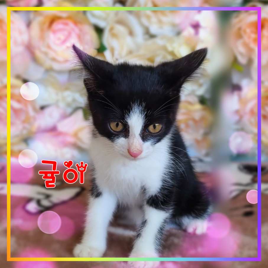 군산유기동물보호센터_445467202301696