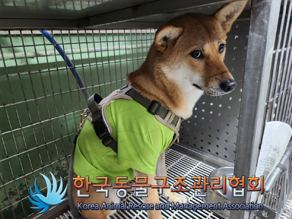 한국동물구조관리협회_411310202300367