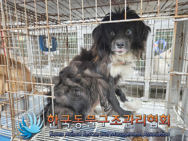한국동물구조관리협회_441560202301004