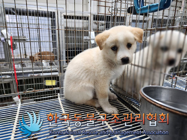한국동물구조관리협회_441560202301000