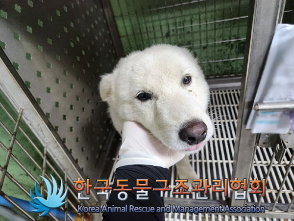 한국동물구조관리협회_441414202300623