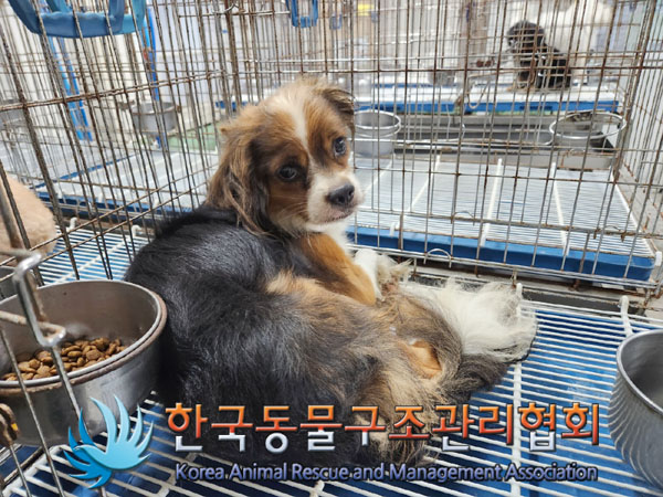 한국동물구조관리협회_411318202300329