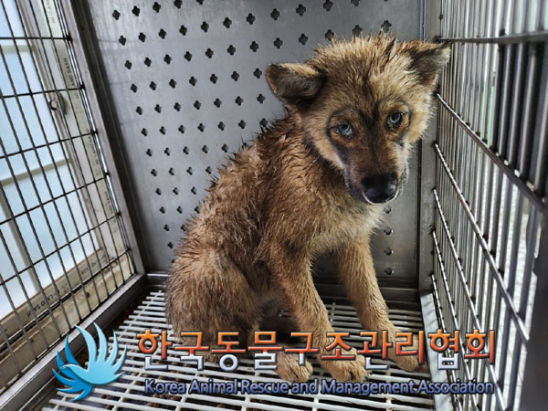 한국동물구조관리협회_441414202300622