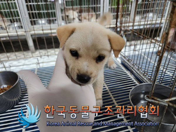 한국동물구조관리협회_441560202301002