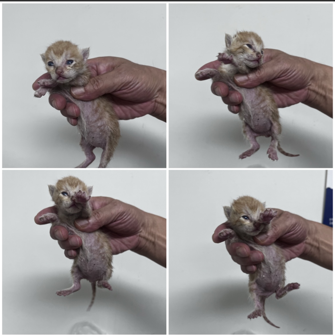 천안시유기동물보호소_444449202301826