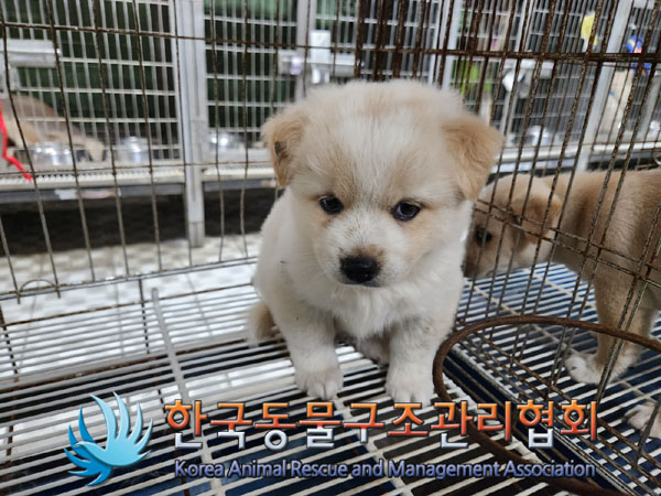 한국동물구조관리협회_441560202301001