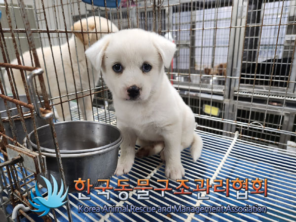 한국동물구조관리협회_441560202300999